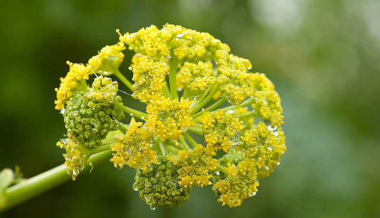 species that ended because of humans,extinct species,silphium,black rhinoceros,citropsis sex tree,sperm whales,the scrotum water frog