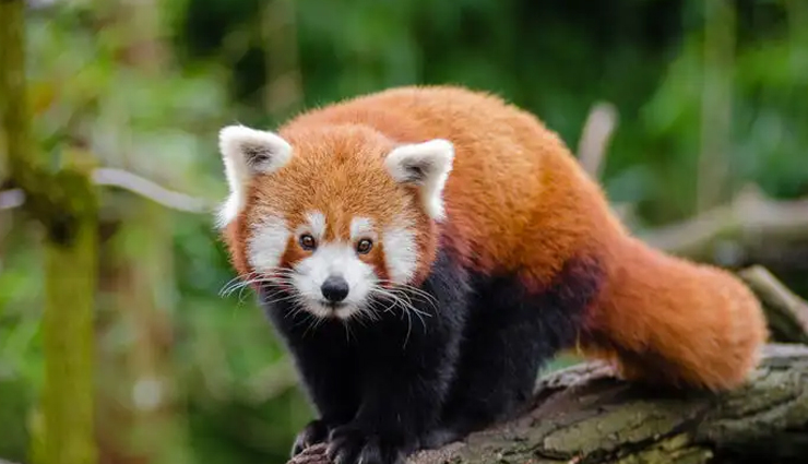 darjeeling tourist attractions,best places to visit in darjeeling,darjeeling sightseeing,top tourist spots in darjeeling,darjeeling travel destinations,must-see places in darjeeling,exploring darjeeling,iconic landmarks in darjeeling