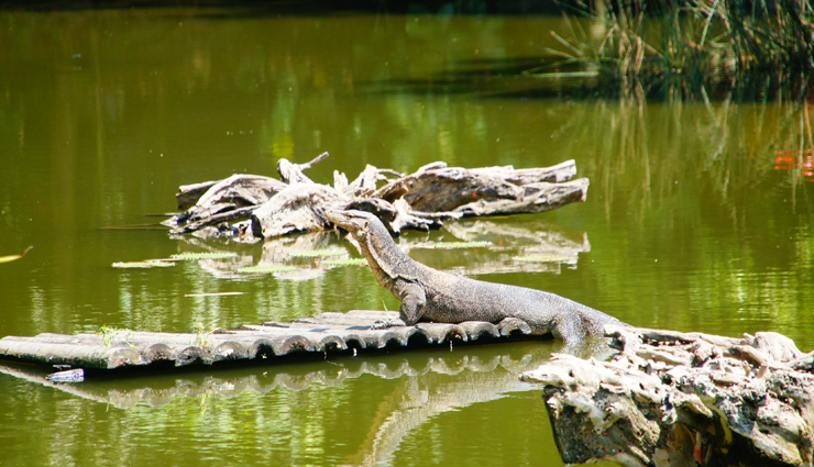 singapore,places to visit in singapore,gardens by the bay,sentosa island,little india,go for a hike at southern ridges,botanic gardens,wildlife in sungei buloh wetlands