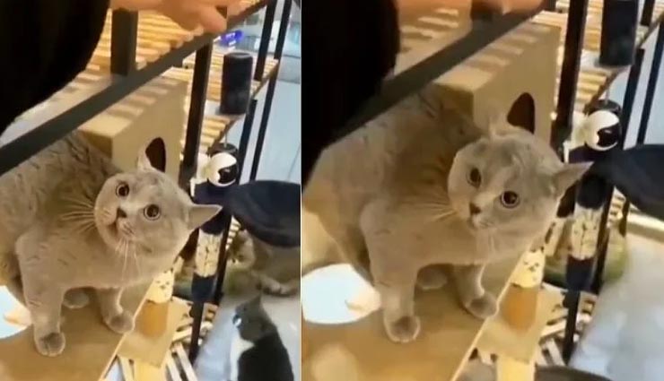 सोशल मीडिया पर वायरल हो रहा हैं बिल्ली के गाना गाने का यह अनोखा वीडियो, आइये देखें