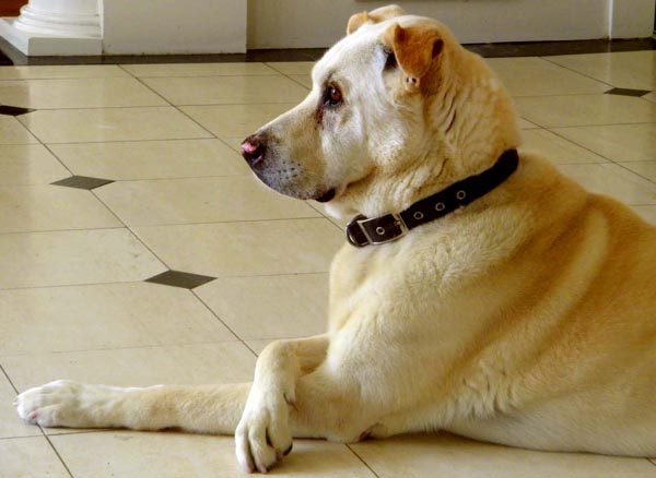 दुनिया के 5 सबसे महंगे जानवर
most expensive animals,expensive animal in world,green monkey,yuvraj,missmissi,tibetan mastiff,sir lancelot encore