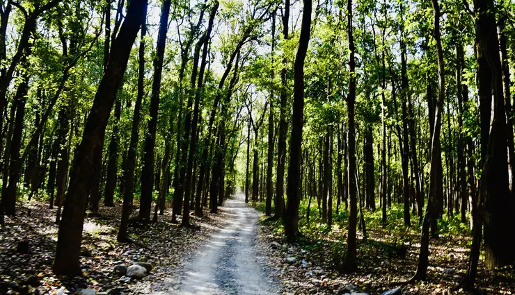 jungle,jungle adventure,jungle safari