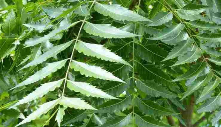 oatmeal,baking soda,aloe vera,neem,home remedies,home remedies for skin allergies,tips to treat skin allergies,Health tips,fitness tips