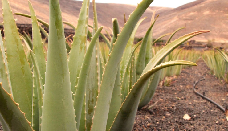 Olive Oil,baking soda,oatmeal,aloe vera,cold compress,ways to treat skin itching,skin itching,skin care tips,beauty tips,summer tips