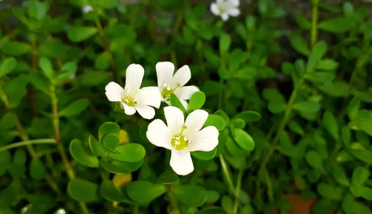 skin longevity,herbs for skin longevity,healthy herbs,skin care tips,beauty tips