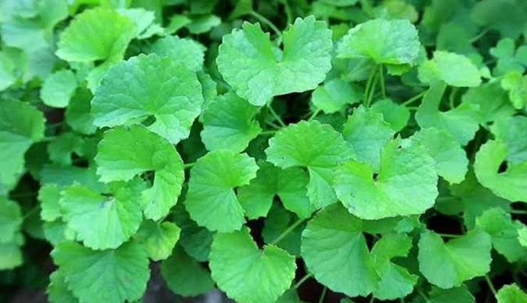 skin longevity,herbs for skin longevity,healthy herbs,skin care tips,beauty tips