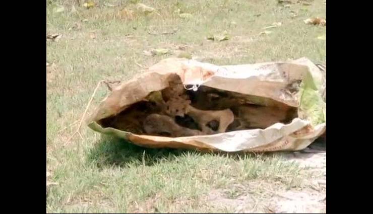 acute encephalitis syndrome,muzaffarpur news,sri krishna medical college and hospital,aes,skmch,human skeletal,chamki bukhar,chamki fever,bihar news,nitish kumar,news,news in hindi