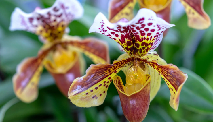 arrhythmia natural remedies,heart rhythm disorder natural treatments,holistic approaches for arrhythmia,herbal remedies for heart arrhythmia,natural solutions for irregular heartbeat,homeopathic treatments for arrhythmia,managing arrhythmia naturally,alternative therapies for heart rhythm disorders,lifestyle changes for arrhythmia,heart health through natural means