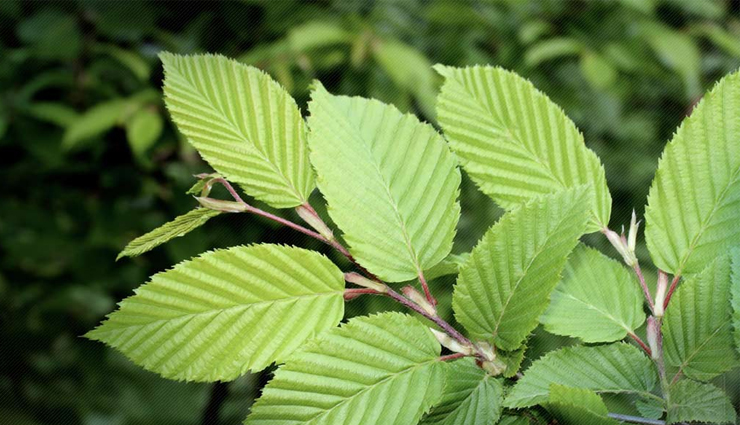 home remedies to treat laryngitis,throat infection,inflammation of the vocal cords,healthy living,Health tips