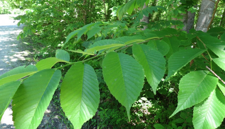 5 Health Benefits of Using Slippery Elm
