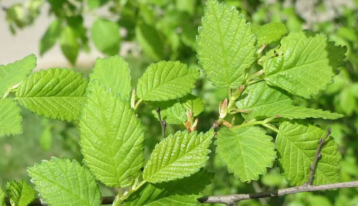 dry throat,remedies to get rid of dry throat,dry throat home remedies,simple home remedies to get rid of dry throat,throat problem,Health,Health tips