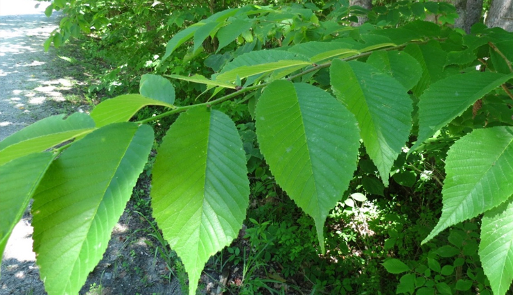 acid reflux home remedies,natural remedies for acid reflux,quick relief from acid reflux,home treatments for heartburn,herbal remedies for acid reflux,acid reflux relief at home,acid reflux diet home remedies,effective acid reflux remedies,homeopathic remedies for heartburn,diy acid reflux treatments