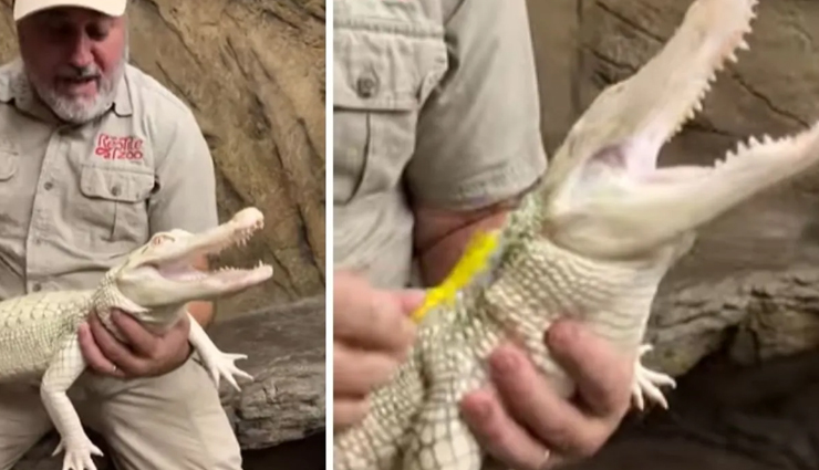 VIDEO : क्या आपने कभी देखा हैं हंसता हुआ मगरमच्छ! गुदगुदी होते ही लगता हैं मुस्कुराने