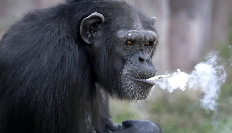 north korea,pyongyang zoo,chain smoking chimpanzee,weird news