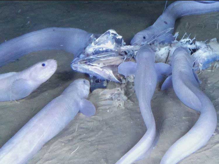 वैज्ञानिकों ने ढूंढ निकाली आइसक्रीम की तरह पिघलने वाली जादुई मछली, तस्वीरे snailfish