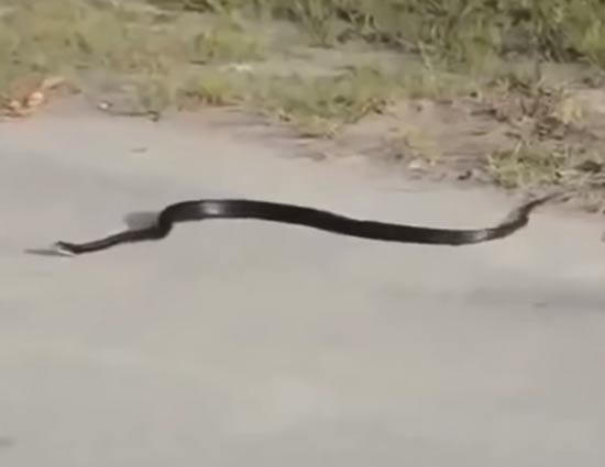 Viral A SHOCKING Video of Snake Killing Itself