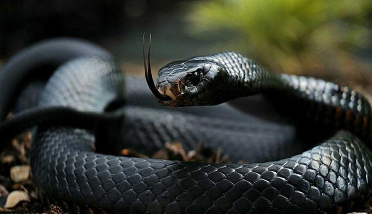 astrology tips,astrology tips in hindi,snake seen in the dream,importance of dream,dream effects on the life