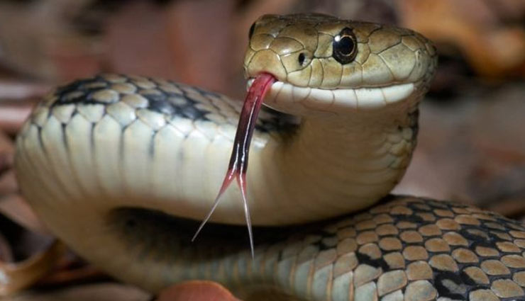 गाड़ी के इंजन में छिपा बैठा था 8 फुट लंबा सांप, देख ड्राइवर के उड़े होश, तस्वीरें