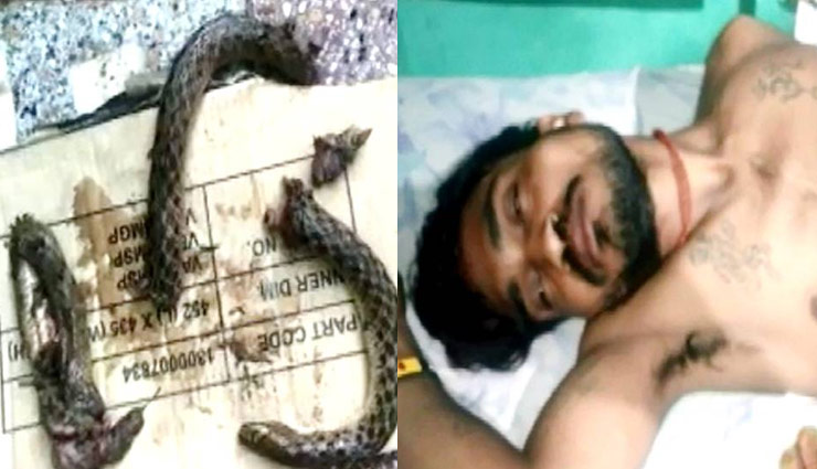 सांप ने काटा तो शराबी ने गुस्से में चबा डाला, किए 3 टुकड़े