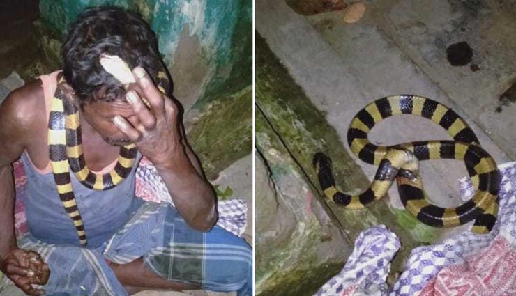दुर्लभ प्रजाति के सांप को मारना भारी पड़ा इस शख्स को, पुलिस ने किया गिरफ्तार 