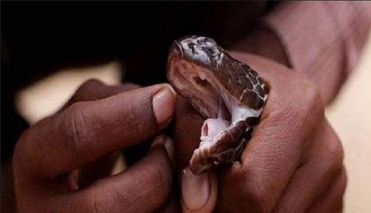 सांप ने काटा तो गुस्से में चबा डाली उसकी गर्दन, हुई मौत