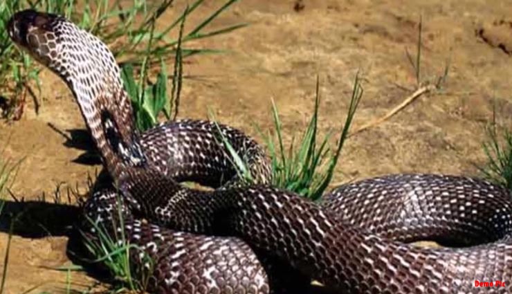 बिहार : महिला का दावा 3 सांपों को दिया जन्म, पालती है बेटे की जैसे
