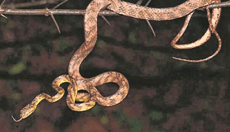 new species of snake,tejas,weird news,bizarre news ,अजब गजब, अनोखा मामला, सांप की नई प्रजाति, तेजस