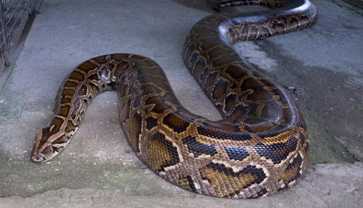 weird news in hindi,america,women,snake,phyton,dead body