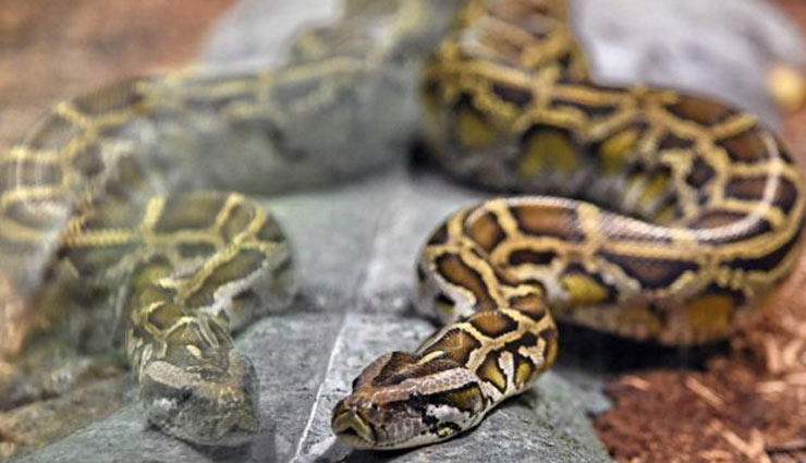 weird news in hindi,america,women,snake,phyton,dead body