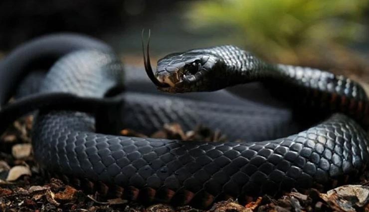 यहां दहेज़ में पैसे नहीं बल्कि दिए जाते हैं 21 जहरीले सांप, जानकारी हैरान करने वाली weird news,weird ritual,snake in dowry,madhya pradesh tribe