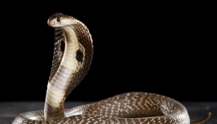 astrology tips,astrology tips in hindi,inauspicious work,cutting the way by animal