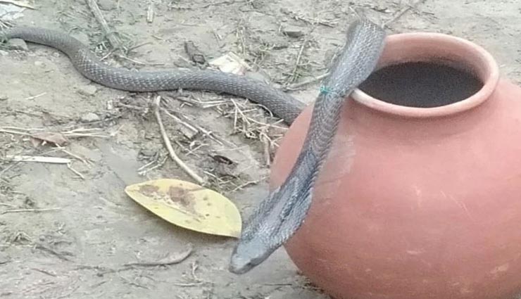जींस में घुसे जहरीले सांप से जान बचाने के लिए रातभर खंभे को पकड़कर खड़ा रहा शख्स