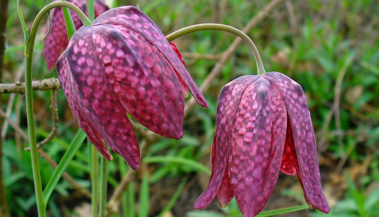 weird flowers,weird flowers in the world,holidays,travel