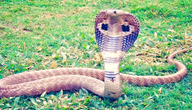 astrology tips,astrology tips in hindi,snakes omens