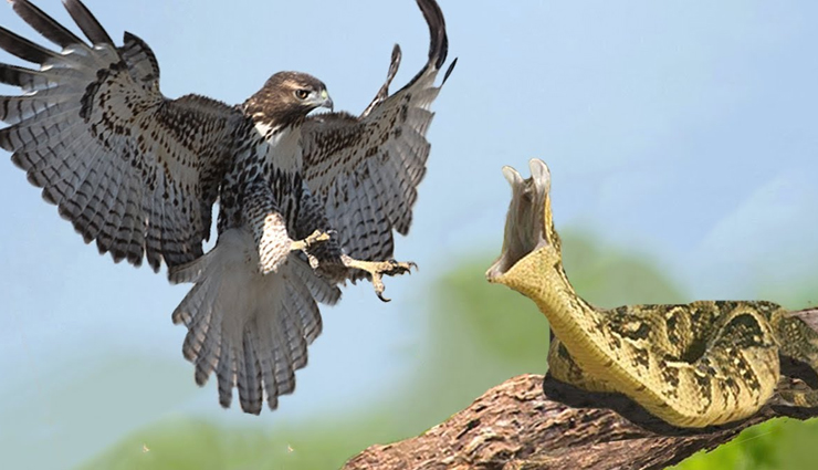 VIDEO : सांप का शिकार करने वाले बाज का हुआ बुरा हाल, वीडियो कर देगा आपको हैरान 