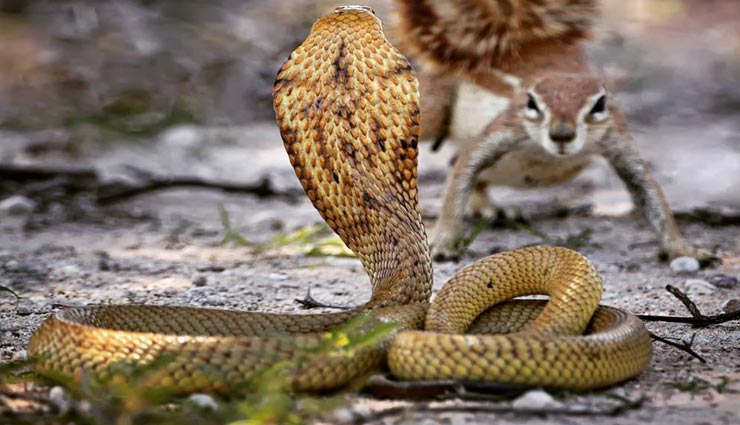 VIDEO : सभी को हैरान कर रहा गिलहरी और सांप की लड़ाई का यह अनोखा विडियो