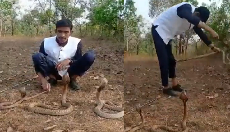 फन फैलाए 3 किंग कोबरा के साथ स्टंट करना शख्स को पड़ा भारी, देखें खौफनाक वीडियो