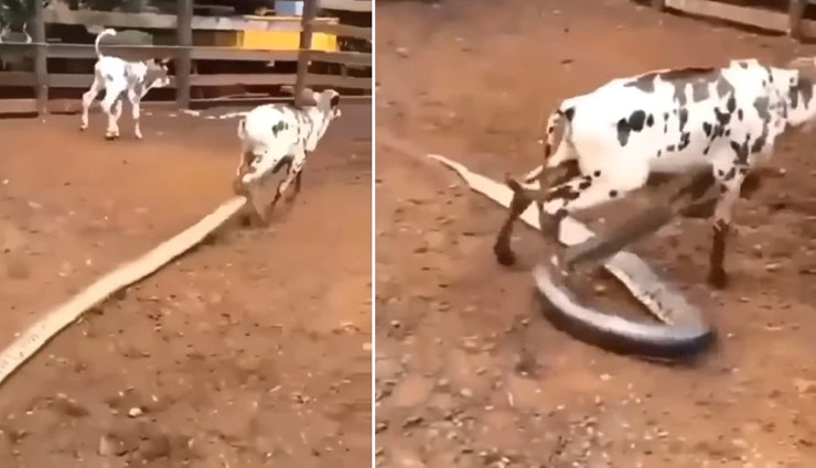 गाय के बछड़े पर 10 फीट लंबे अजगर ने किया हमला, टांग को जकड़ा... देखें वीडियो