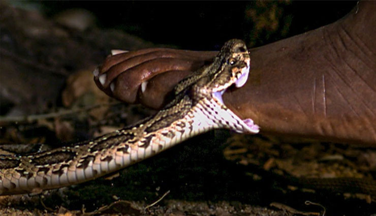 सांप ने डसा तो पलटकर 60 वर्षीय बुजुर्ग ने सांप को काटा, दोनों की मौत