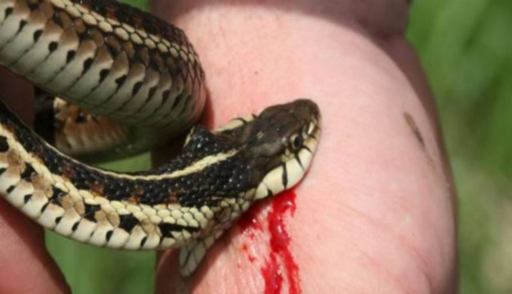 बुजुर्ग को काटना सांप को पड़ा भारी, गवानी पड़ी जान