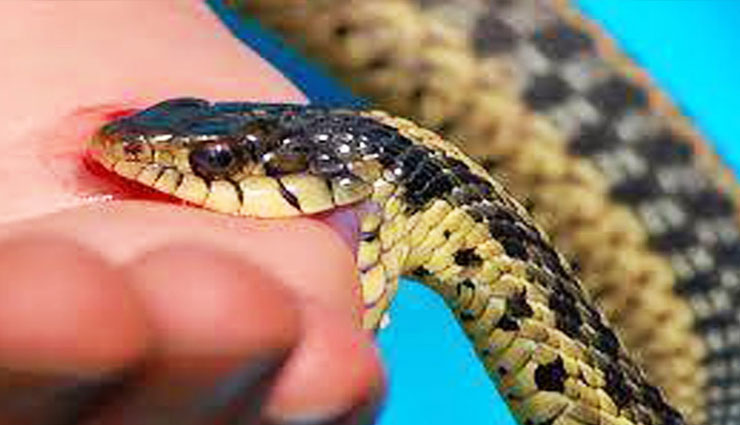 सांप के काटने पर लोग कर बैठते हैं ये गलतियां, जानें और रहें सावधान