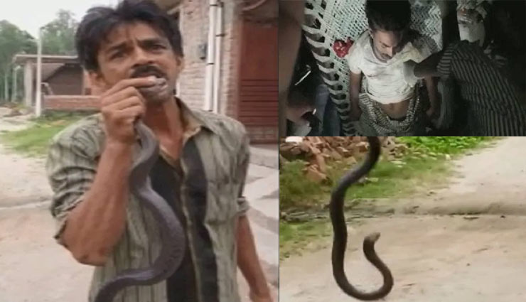 snake bite,cobra,snake bite on tongue,man dies,saharanpur,snake and man,weird news in hindi ,सांप