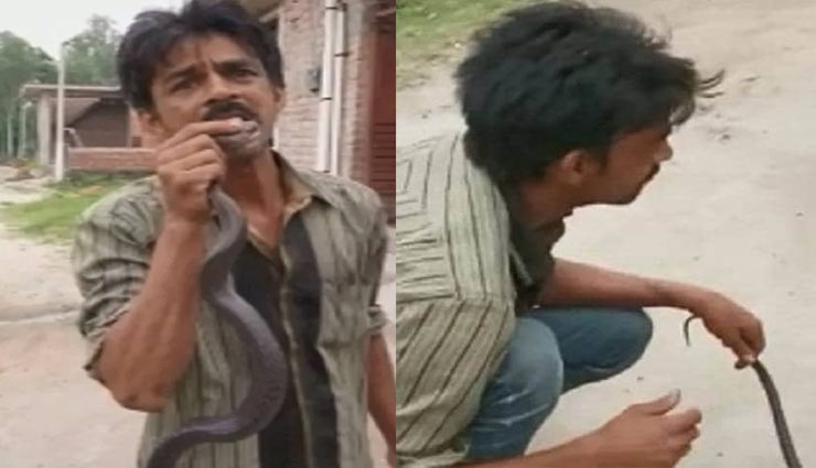 snake bite,cobra,snake bite on tongue,man dies,saharanpur,snake and man,weird news in hindi ,सांप