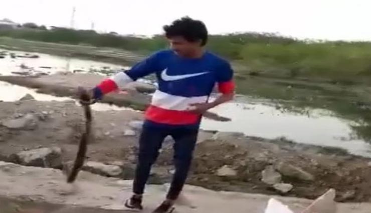पाली : 19 साल की उम्र में 200 सांप पकड़ चुके युवक की सांप के डसने से मौत, जहरीले कोबरा को छोड़ने के दौरान काटा 