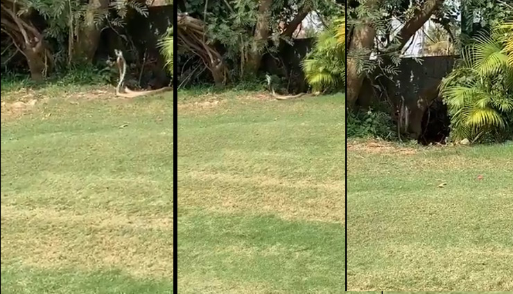 गोल्फ कोर्स में दो सांप अचानक करने लगे 'डांस', लोग बोले- 'नागिन डांस', देखे वीडियो