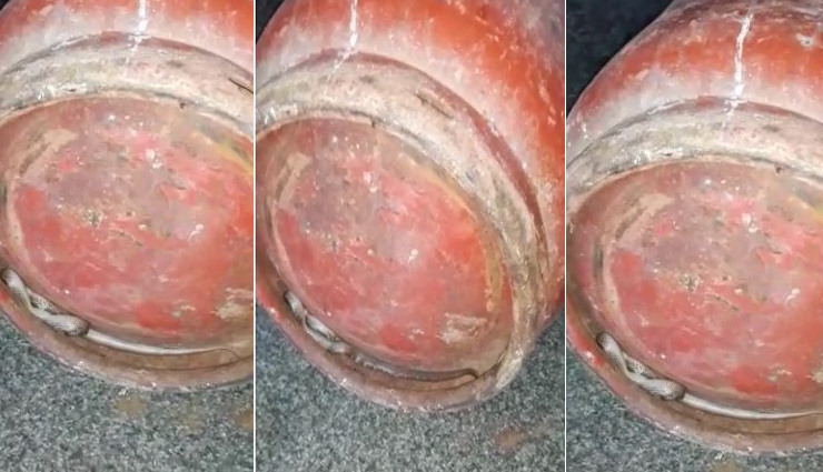 lpg cylinder,snake,home delivery,weird news