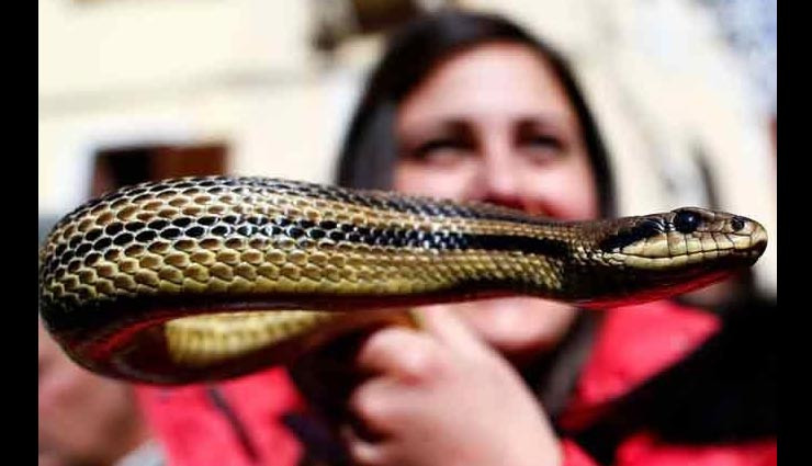 italy,snake festival