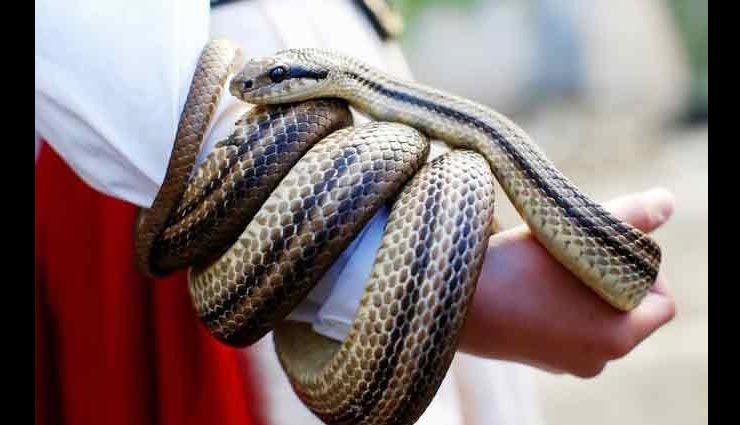 italy,snake festival