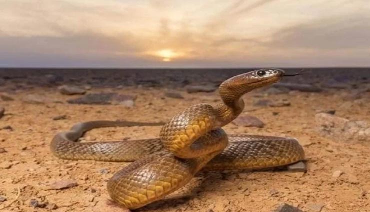 weird news,weird food,snake in food,vietnam