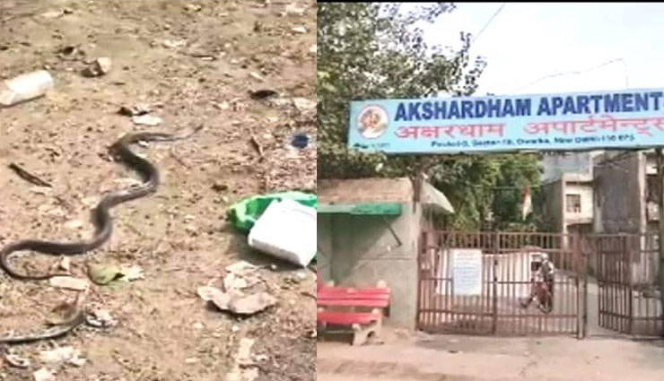  द‍िल्ली के इस अपार्टमेंट में है कोबरा सांप का डेरा, दहशत में लोग